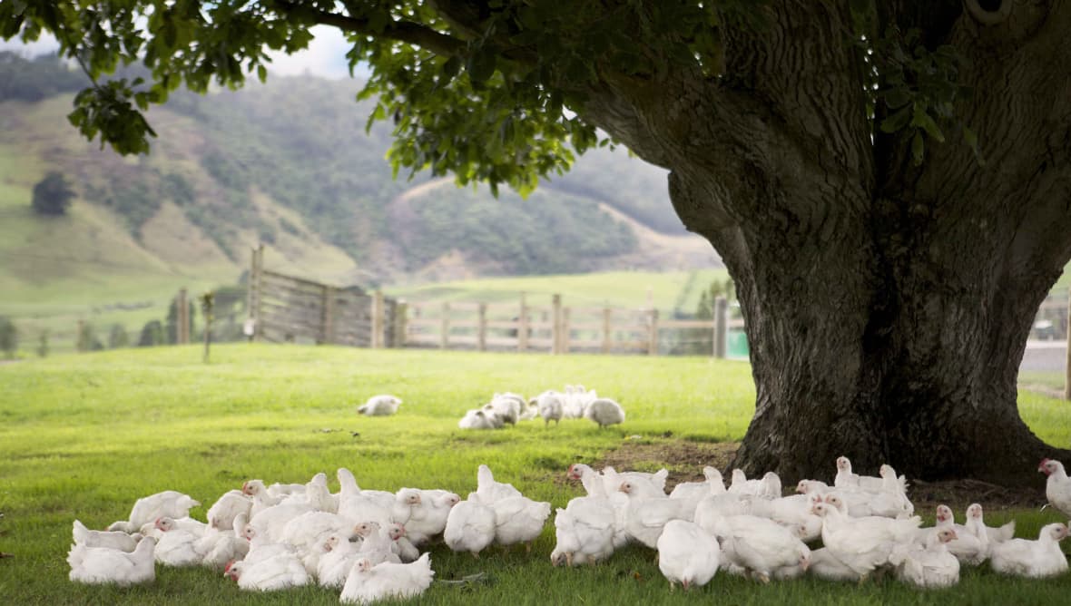 About SPCA Certified