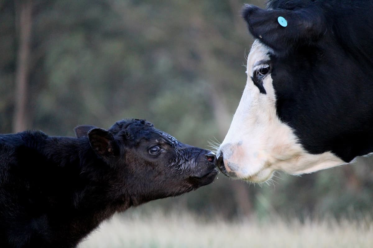 Beef cow and calf interacting with each other.