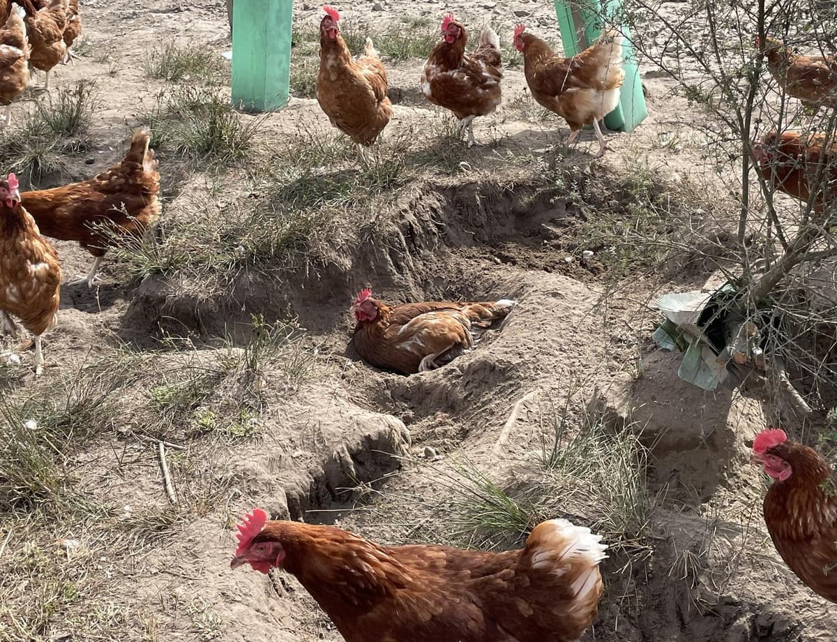 Chickens making their own dust bath areas in dry soil.