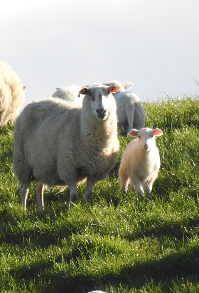 Dairy sheep with lamb on pasture.