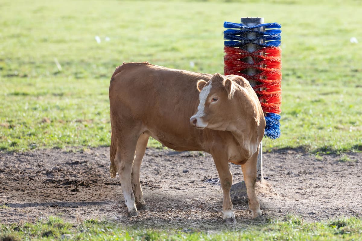 Calf scratching on a brush post at pasture.
