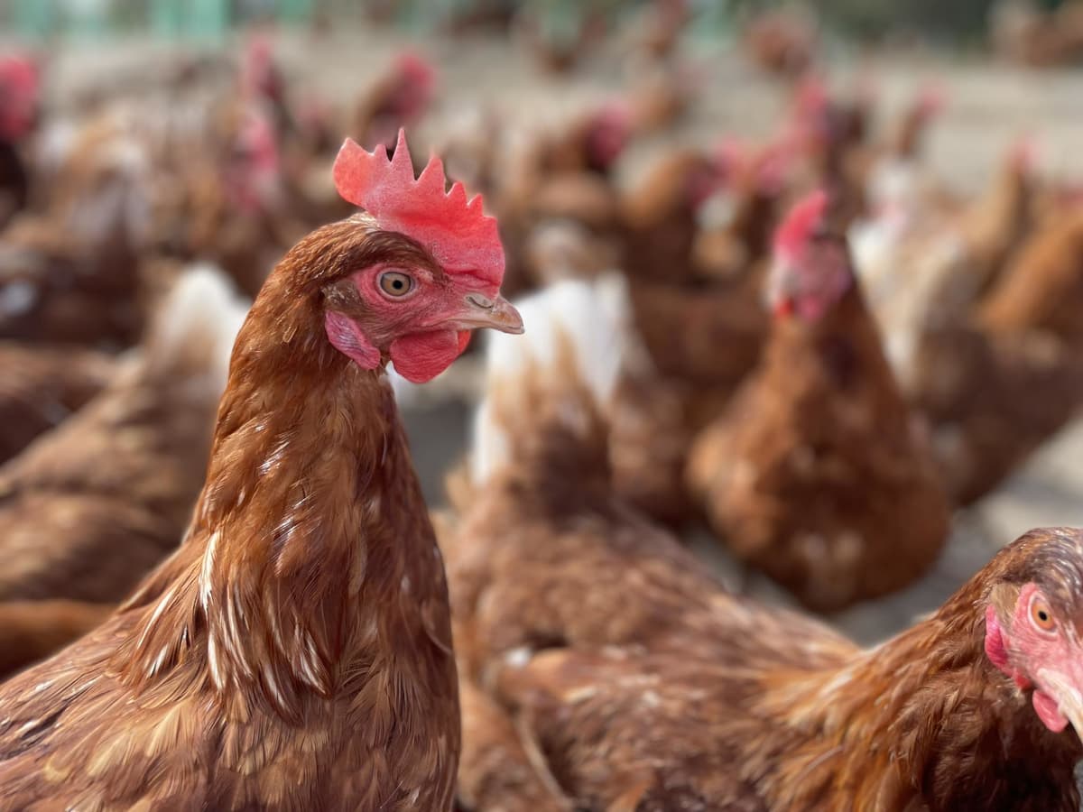 Free range layer hens out in the yard